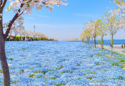 關西遇見粉蝶花５天～琵琶湖天空陽台、萬葉平等雙紫藤、勝利達摩勝尾寺、黑毛和牛燒肉吃到飽