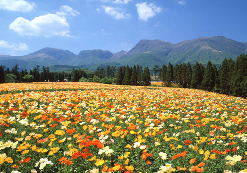 九州福岡粉蝶花&鬱金香嘉年華~絕美花海公園+A5和牛燒烤+三大蟹吃到飽溫泉五日(長榮航空福岡進出)
