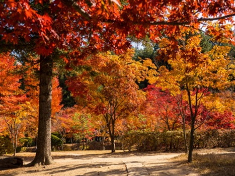 追楓早鳥省♯釜山秘境秋紅賞楓５日遊(不進人蔘保肝)．八公山纜車、天空膠囊列車、藍絲帶料理品嘗、韓國茶道體驗、伽倻山海印寺、千年森林庭園