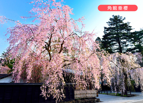 晚鳥俱樂部♯春櫻戀花卷東北5日.角館垂櫻.小岩井農場.由利高原列車.葡萄酒見學.銀山溫泉.百景狔鼻溪遊船.螃蟹和牛自助餐(花卷進出)