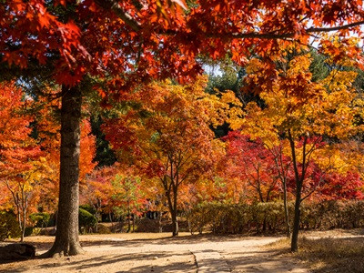 【楓玩釜山五日 不進人蔘+保肝店】 八公山纜車賞楓 浪漫巨濟島 LUGE渠道滑車 泰迪熊博物館 海岸列車 長腳蟹吃到飽 入住一晚麗水酒店