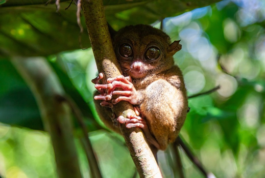 週七狂歡日♯【宿霧、旅展一口價】歐斯陸鯨鯊、最美資生堂島、海洋保護區浮潛、海島半日閒五日
