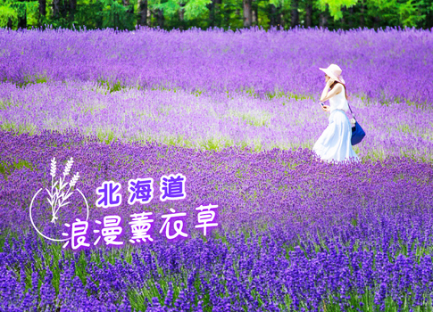 夏日紫戀薰衣草♯絕美北海道薰衣草三溫泉6日.層雲峽.雪之妖精.旭山動物園.愛奴火祭.富良野五大好禮.小樽天狗山纜車.三大螃蟹吃到飽