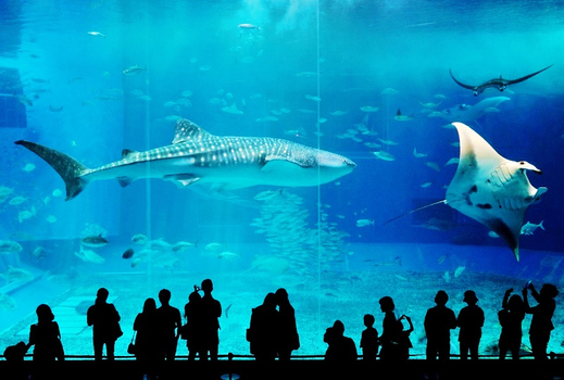 年度回饋｜沖繩驚爆促銷～神宮祈福‧系滿漁市‧琉球王國‧瀨長島‧時尚購物商場‧快閃暢遊三日｜加贈人氣排隊麵包｜限量販售