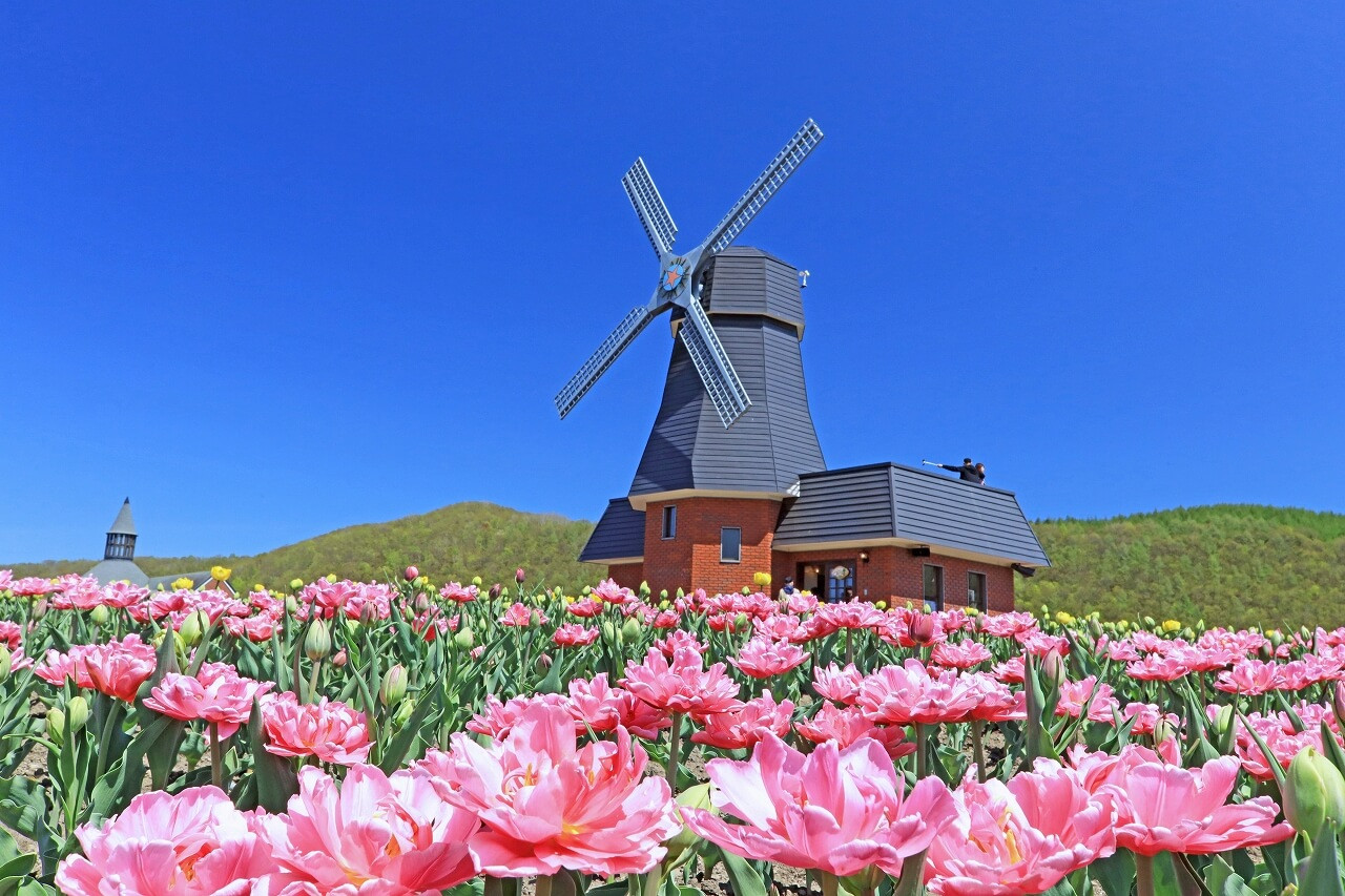 【北海道道東花海５日】保住旭川星野OMO7、芝櫻公園、浪漫鬱金香、旭山動物園、歐風小樽、螃蟹溫泉[含稅簽]