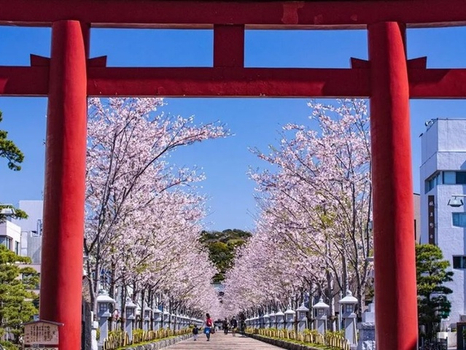 預約粉紅櫻花海♯櫻姿飛舞~東京鎌倉百選櫻花富士溫泉5日(成田/成田)賞櫻百選~隅田公園、上野公園、代代木公園、鎌倉江之島