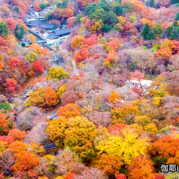 賞楓限時省♯釜山金秋楓三城&雙纜車５日〈彩妝一站〉世界文化遺產～佛國寺、伽耶山海印寺、紅流洞溪谷、巨萌膠囊列車、藍絲帶認證美食