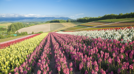 北海道繽紛花田6天