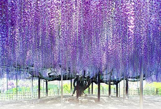 花見紫藤花瀑~夢幻足利紫藤.芝櫻之丘.海濱粉蝶花.雙溫泉五日