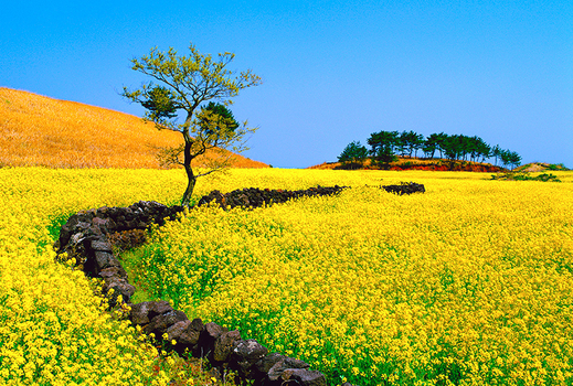 百萬網紅遊濟州～神話世界樂園、史努比泰迪熊、世界級水族館、全程五星萬豪五日