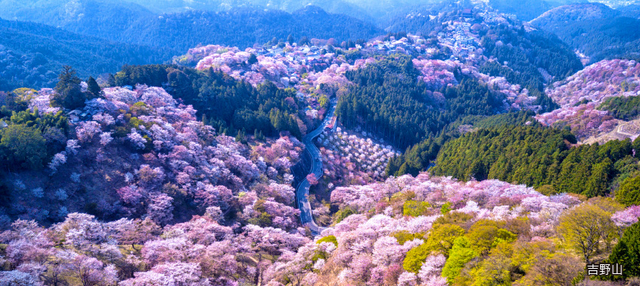 跟團即食行樂♯花見關西櫻紀行５日-醍醐寺、背割提、奈良公園、東大寺、大阪城公園、夙川公園、明石城跡、海津大崎