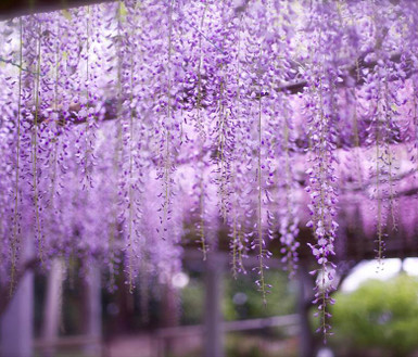 關東足利紫藤花瀑 日立粉蝶花 館林杜鵑 羊山芝櫻 絕美花見五日關團 Eztravel易遊網