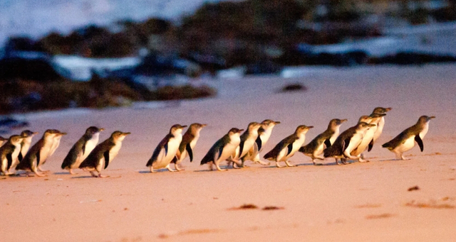 晚鳥限時搶♯【酷遊澳洲雪墨８日】神仙小企鵝、古董蒸氣火車、酒莊品酒、藍山國家公園、雪梨歌劇院[含稅]