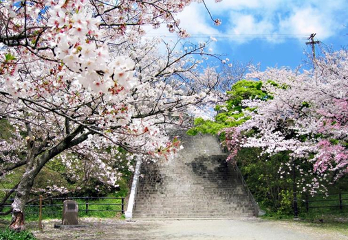 預約粉紅櫻花海♯九州星野OMO5春遊5天~百選櫻花名所、和果子手作體驗、長崎百萬夜景