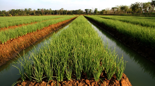 宜蘭．樂採三星蔥+龍潭湖一日(4人成行)