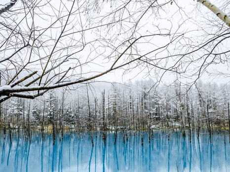 寒假早鳥GO♯北海道夢幻雪藍童話5日(千歲/千歲)溫泉.精靈露台.青池.葡萄城堡.小樽.雪動物園.雪活動.三蟹