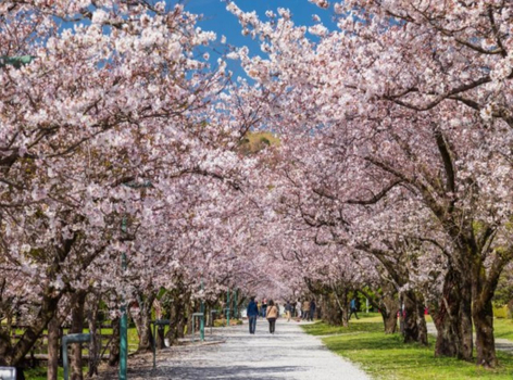預約粉紅櫻花海♯【四國櫻爛漫】足摺星空之宿．紫雲出山．鏡野櫻花隧道．四萬十川屋形船．炙燒鰹魚．採草莓．檮原町美學．金刀比羅宮．三溫泉5天