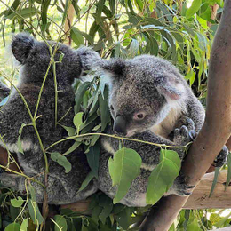 【走讀雪梨】藍山國家公園、雪梨動物園、古典莊園、渡輪、曼利海灘7天