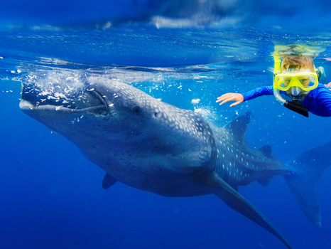 海島正熱♯宿霧小資輕旅行鯨鯊共遊雙離島跳島浮潛SUP立槳划板體驗5日鯨鯊共游.娜魯蘇安魚類保護區浮潛.資生堂島