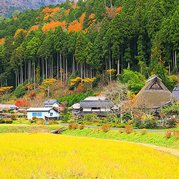 賞楓限時省♯關西秋楓賞~海之天橋立‧森之美山町合掌村‧伊根舟屋‧茶之平等院‧楓紅姬路城五日