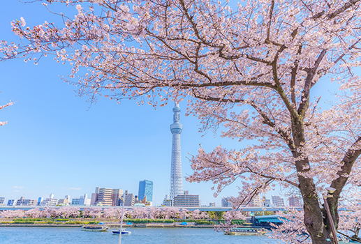 跟團限時省♯東京春遊賞櫻趣～赤城南面千本櫻.福岡堰櫻花公園.溫泉樂園五日