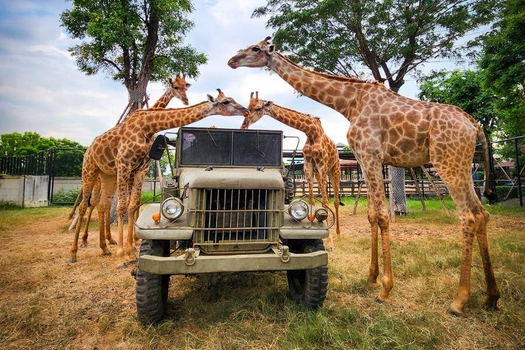 跟團即食行樂♯【超值曼谷】水上市場、喬德夜市、大城動物園、大城遺址、五星酒店兩晚五日(含稅)