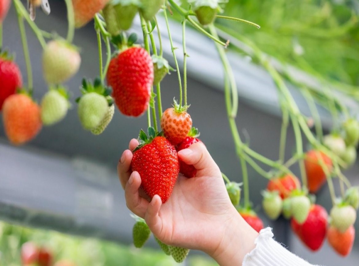 冬季預購【星戀四國】嚴島神社．尾道千光寺．栗林公園．倉敷美觀．金刀比羅宮．採草莓x燒肉吃到飽．松山城．道後溫泉5天