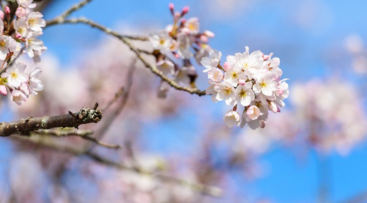 嘉義太平雲梯+阿里山搭林鐵賞春櫻3天