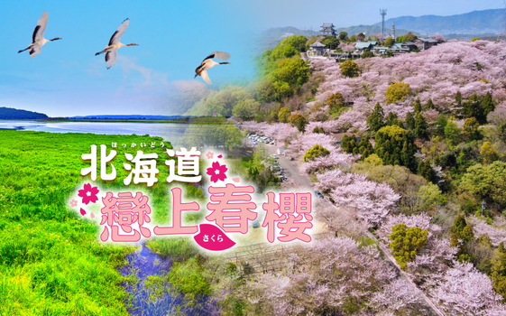 預約粉紅櫻花海♯戀上春櫻北海道5日-櫻花、熱氣球、音更花時計、釧路濕原、摩周湖、砂湯體驗、美瑛青池、天空溫泉SPA、海鮮和牛螃蟹吃到飽