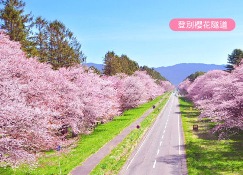 預約粉紅櫻花海♯戀上櫻花北海道三溫泉5日.道南漁火列車.函館百萬夜景.企鵝遊行.櫻花隧道.三大螃蟹吃到飽