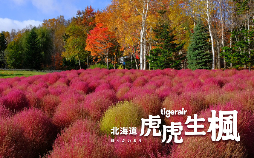 雙節連休易起玩♯楓迷北海道5日-紅葉、掃帚草、銀杏隧道、企鵝遊行、米其林星空夜景、洞爺花火、螃蟹懷石料理