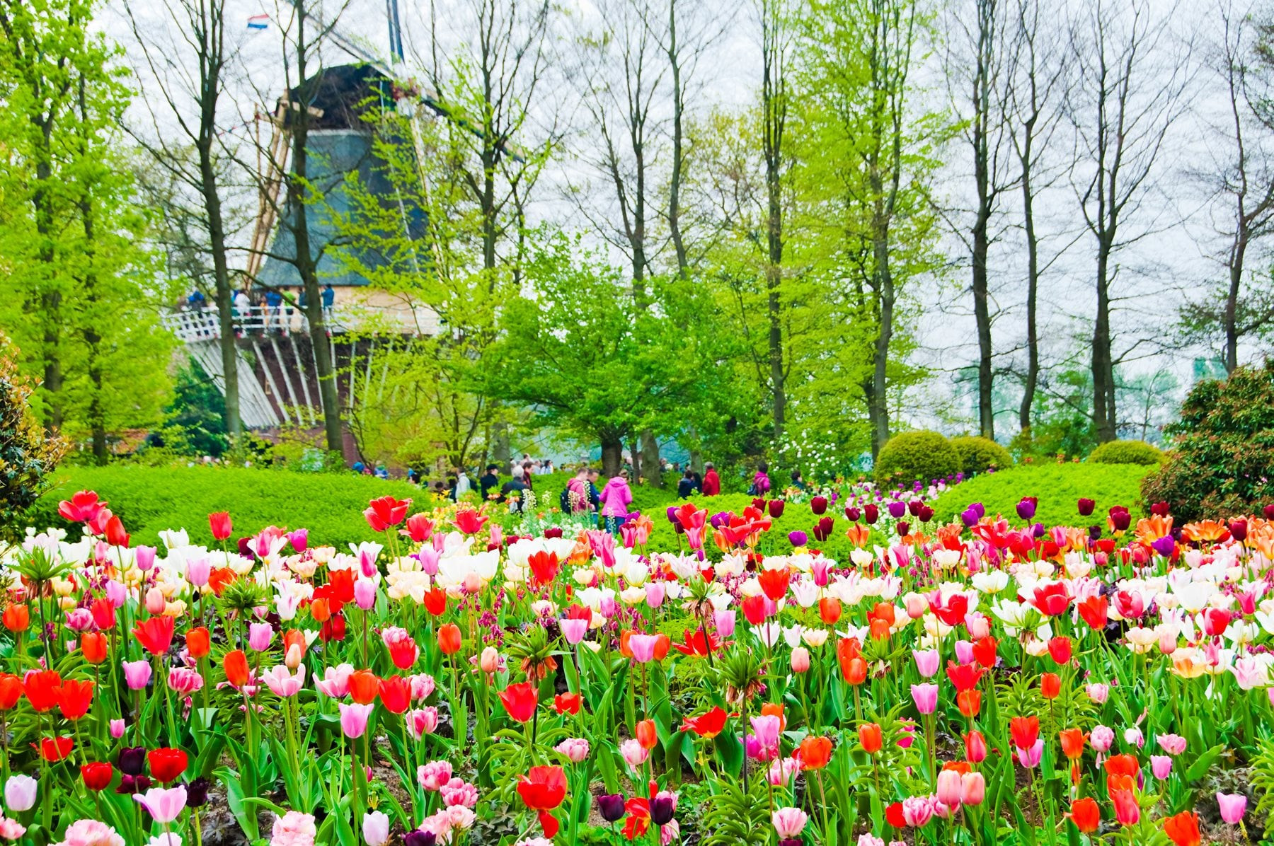 鬱約花季早鳥省♯花漾法比荷10日~庫肯霍夫鬱金香花賞、三遊船、布魯塞爾、巴黎