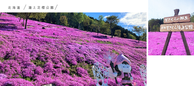 浪漫粉紅北海道芝櫻三溫泉5日.熱氣球體驗.旭山動物園.上湧別鬱金香.阿寒湖遊船.丹頂鶴公園.釧路濕原.三大螃蟹吃到飽