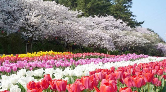 靜岡濱松花卉公園