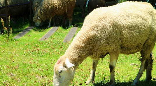 南投清境農場．合歡山一日遊