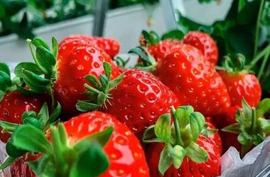 台北加碼go 親子同樂 小孩免費趣苗栗採草莓蓬萊溪護魚步道台北賞花二日 Eztravel易遊網