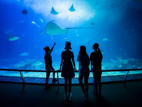 【環島之星萌旅號】墾丁夜宿海生館+小琉球尋覓海龜3天(中部出發)