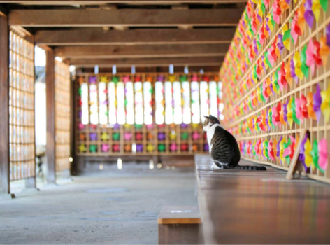 歲末感恩【四國小旅行】大步危峽谷遊船．德島阿波舞x松浦酒造．彩虹風車神社．神隱少女湯屋．燒肉放題x名湯饗宴5天