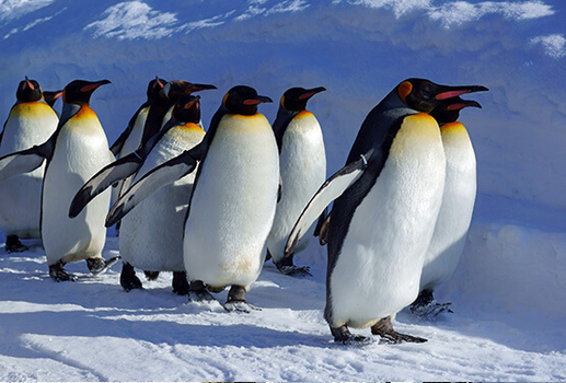 年終揪團特賣♯道東揪幸福~旭山動物園.神之湖.丹頂鶴公園.三溫泉五日