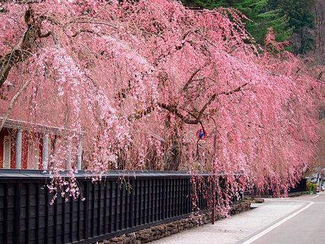 粉紅櫻花餘位搶♯【追櫻東北鐵道物語５日】螃蟹吃到飽、角館櫻花隧道、北上展地櫻花祭、猊鼻溪遊船、三晚溫泉[含稅]