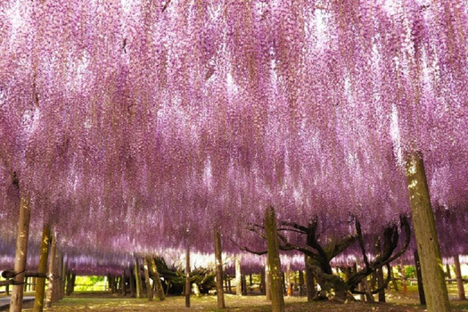 【限時限量九州5日】紫藤粉蝶花海、高千穗秘境、柳川船遊、熊本風情(中華CI116/117)