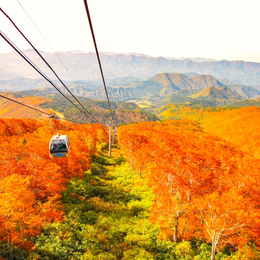 【東北星楓采】紅葉奧入瀨溪．十和田湖．森吉山紅葉纜車．秋田楓紅鐵道．角館賞楓．升等雙溫泉 4天(不進免稅店)
