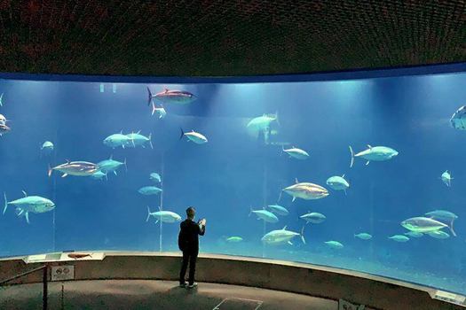限時限量|東京溫泉主題飯店~迪士尼.葛西水族館.歌舞伎町.螃蟹放題5日