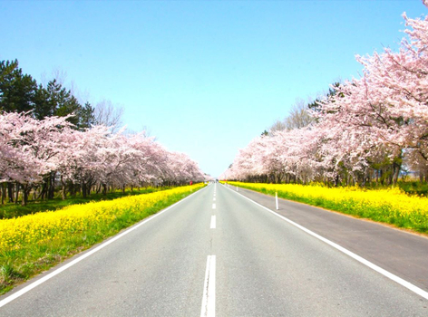 新春開運送紅包♯【秋田走走．賞賞櫻】千秋公園櫻吹雪．角館枝垂櫻．秋田美人舞妓展演．男鹿生鬼太鼓．竿燈體驗．石燒海鮮．升等雙溫泉 4天