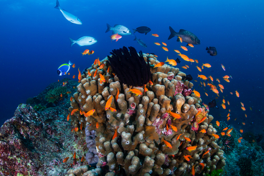 跟團即食行樂♯帛琉 愛萊森林度假村 AIRAI FOREST VILLA 海洋帛覽會 5天(2人成行)