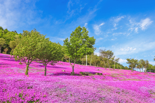 週七狂歡日♯【酷航櫻飛舞北海道６日】芝櫻魔毯公園、繽紛鬱金香、旭山動物園、浪漫小樽、藝術之森美術館、美人溫泉湯[含稅簽]