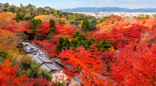 京都東福寺+伏見稻荷+貴船神社