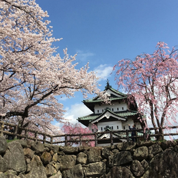 【公主遊輪.藍寶石公主號】預約2027北海道賞櫻13天~弘前城、五稜郭公園、松江城遊船、由志園、哥拉巴公園、島津家仙嚴園