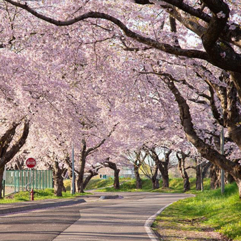 【星宇櫻光迴廊北海道５日】升等二世谷日航、北斗櫻花迴廊、櫻花神宮、函館夜景、浪漫小樽、企鵝遊行、螃蟹溫泉[含稅簽]