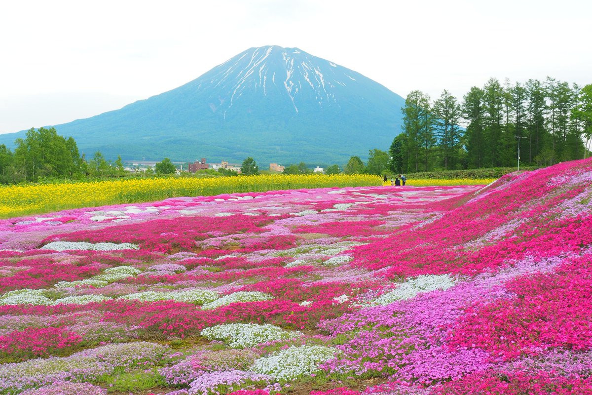 北海道花森靈5日-芝櫻庭園、四季彩之丘、白金青池、森林精靈露台、浪漫小樽、洞爺花火【千千】